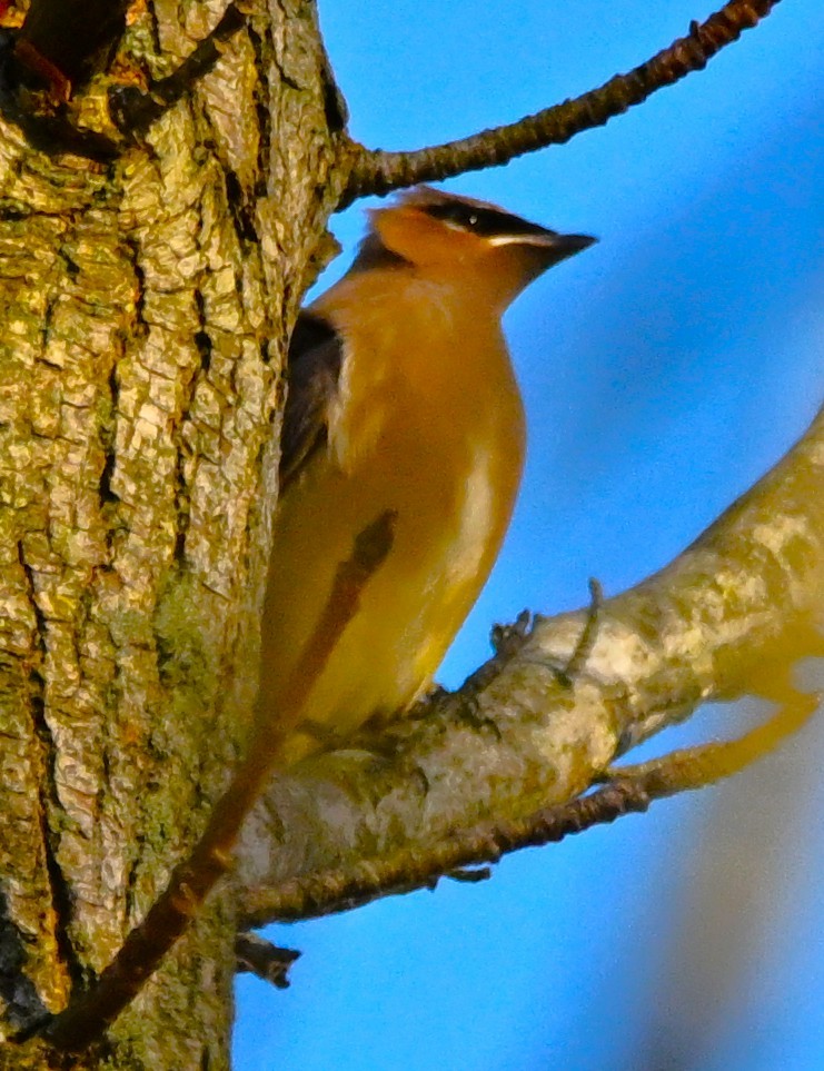 ヒメレンジャク - ML645501924