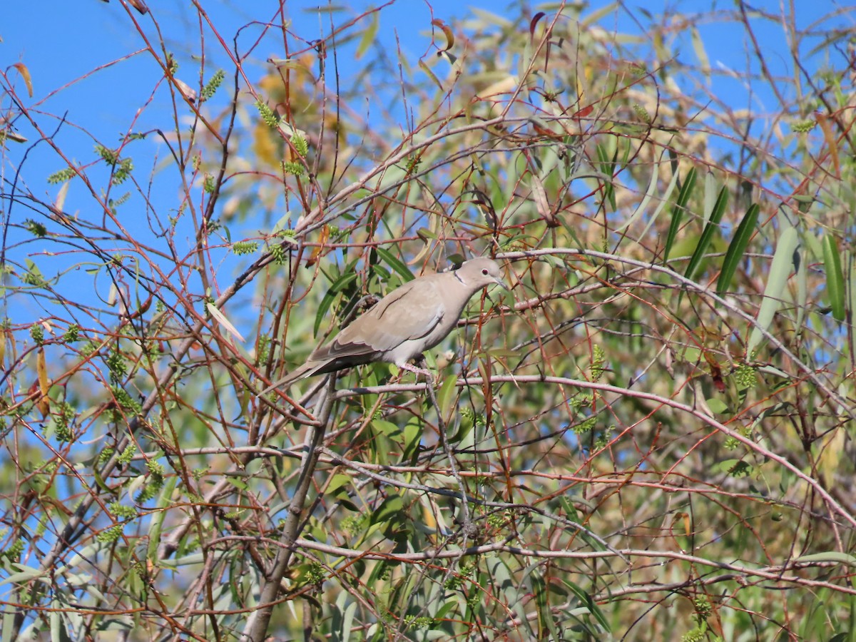 Eurasian Collared-Dove - ML645501940