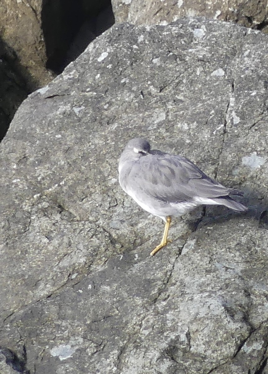 Wandering Tattler - ML645501948