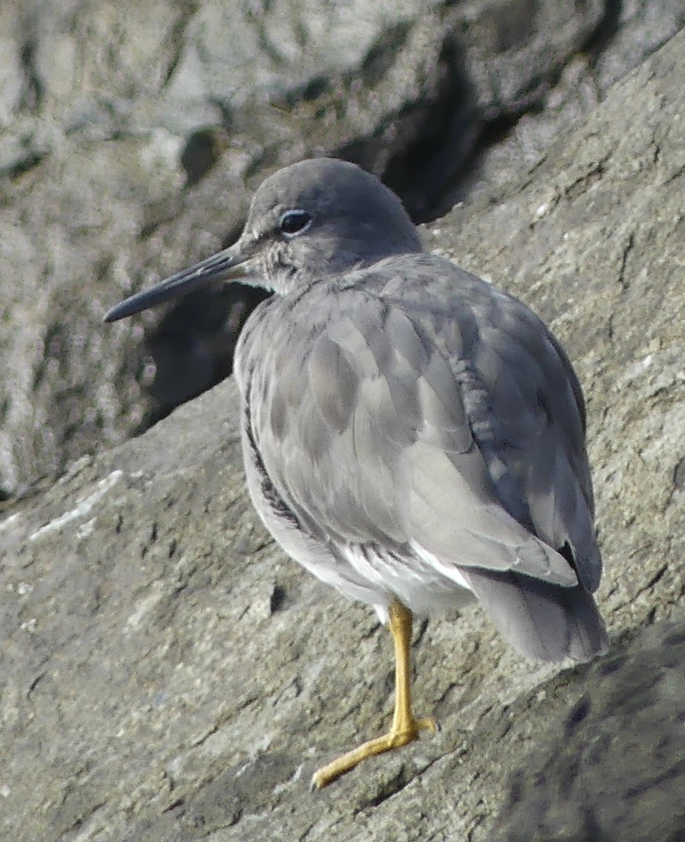 Wandering Tattler - ML645501949