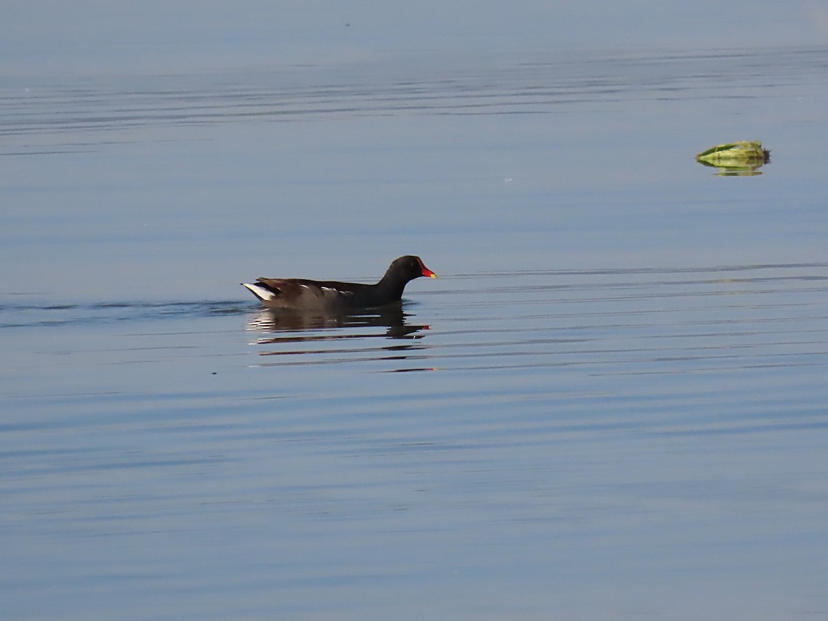 Курочка латиноамериканська - ML645501955