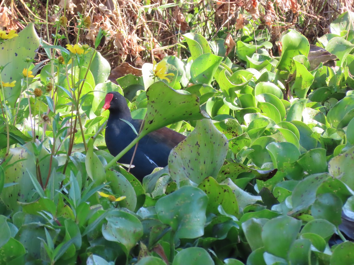 Курочка латиноамериканська - ML645501956