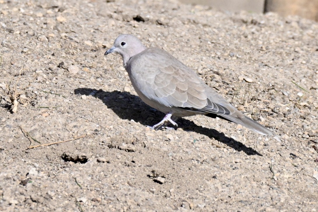 Eurasian Collared-Dove - ML645501959