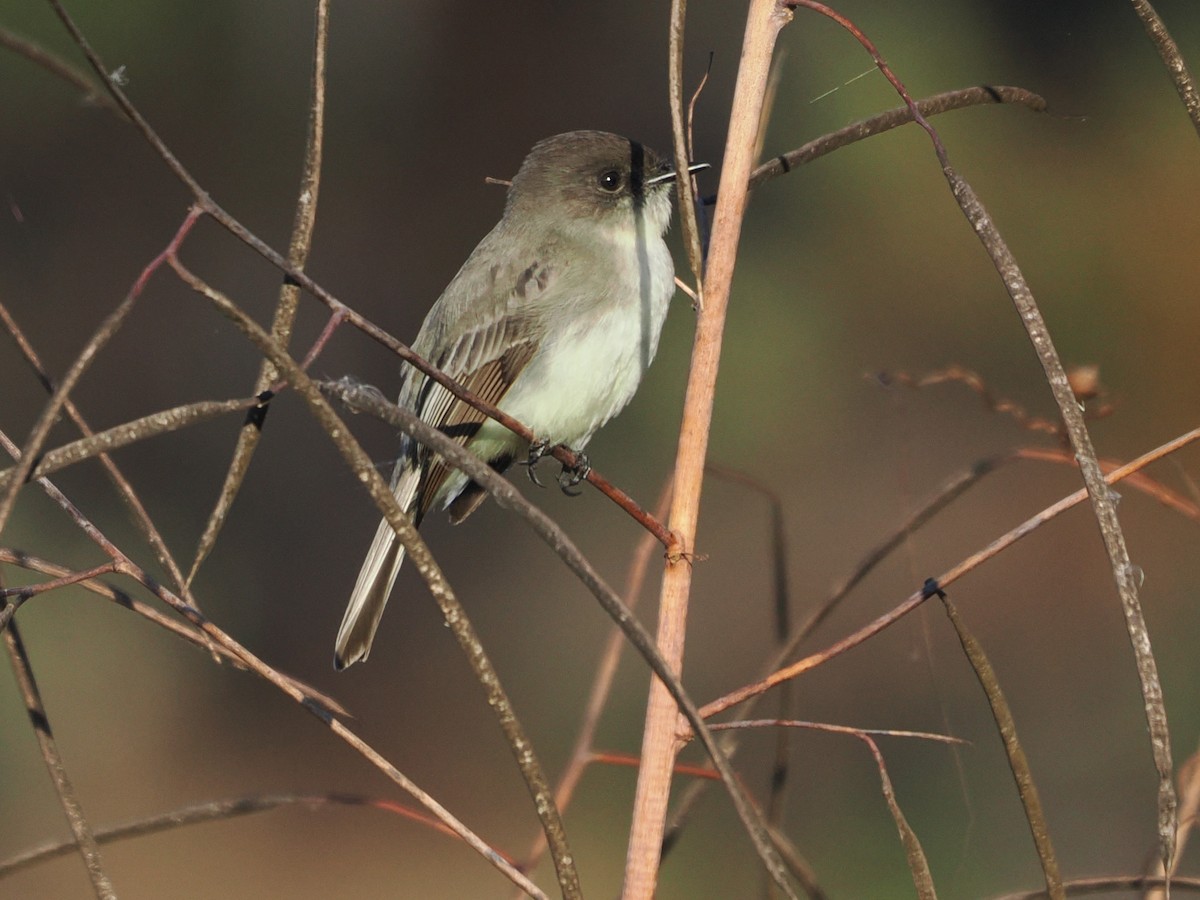 Eastern Phoebe - ML645501960