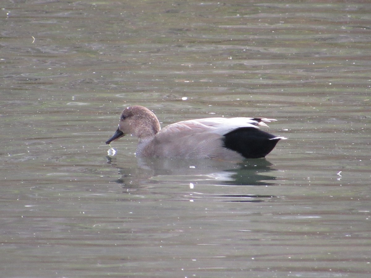 Gadwall - ML645501961