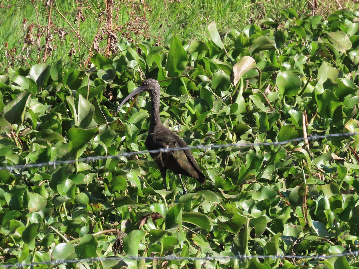 White-faced Ibis - ML645501963