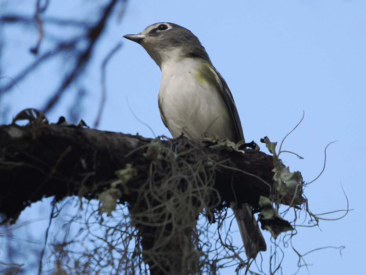 Blue-headed Vireo - ML645501964