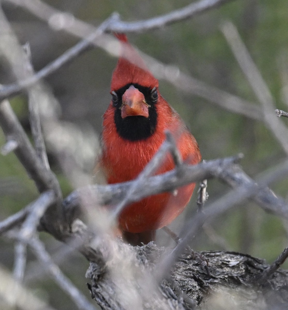 Northern Cardinal - ML645501966