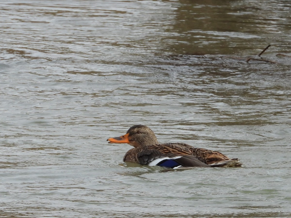 Mallard - ML645501969