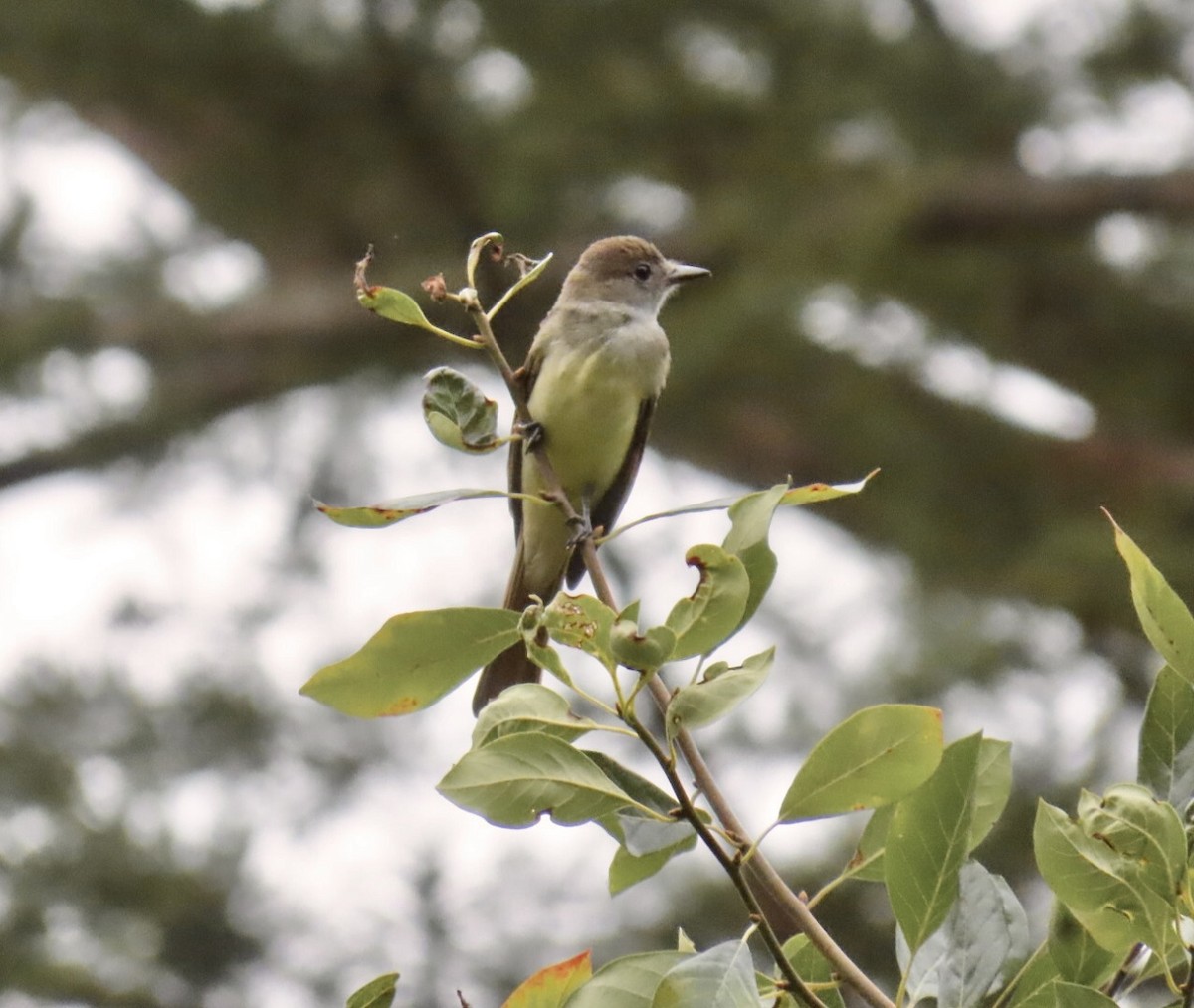 Great Crested Flycatcher - ML645501971