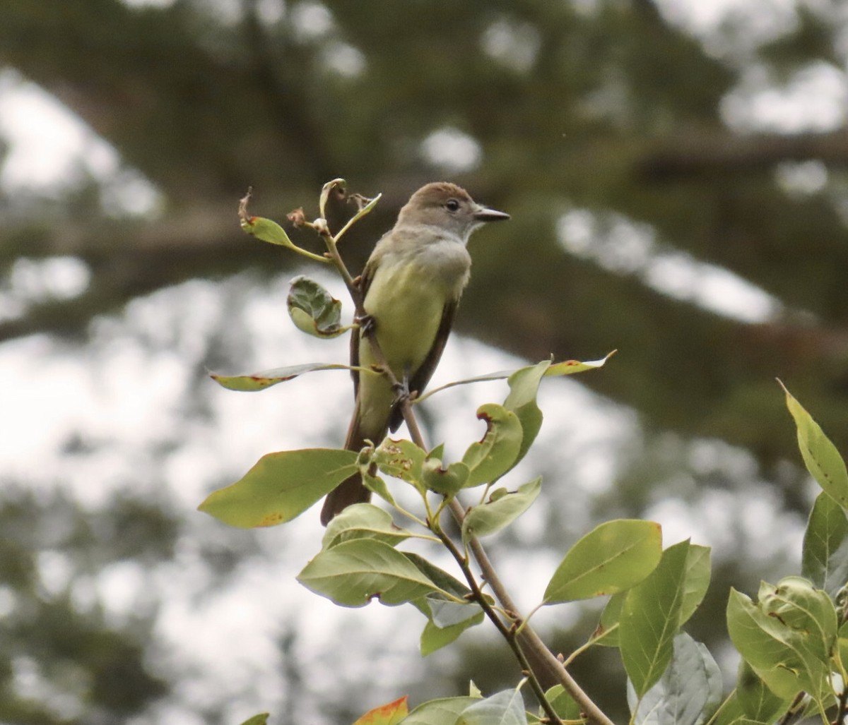 Great Crested Flycatcher - ML645501972