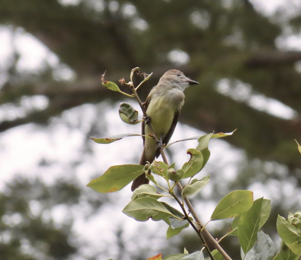 Great Crested Flycatcher - ML645501973