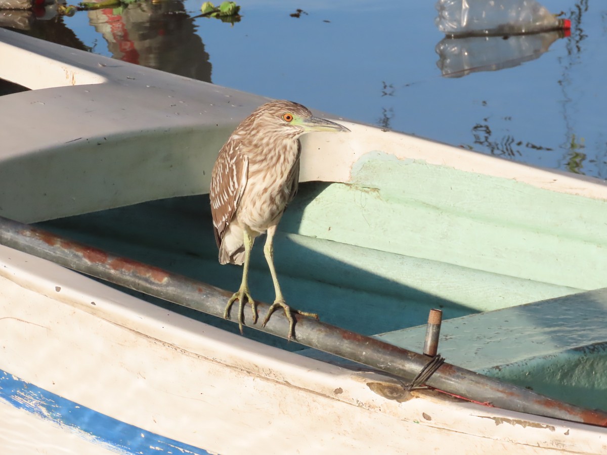 Black-crowned Night Heron - ML645501974