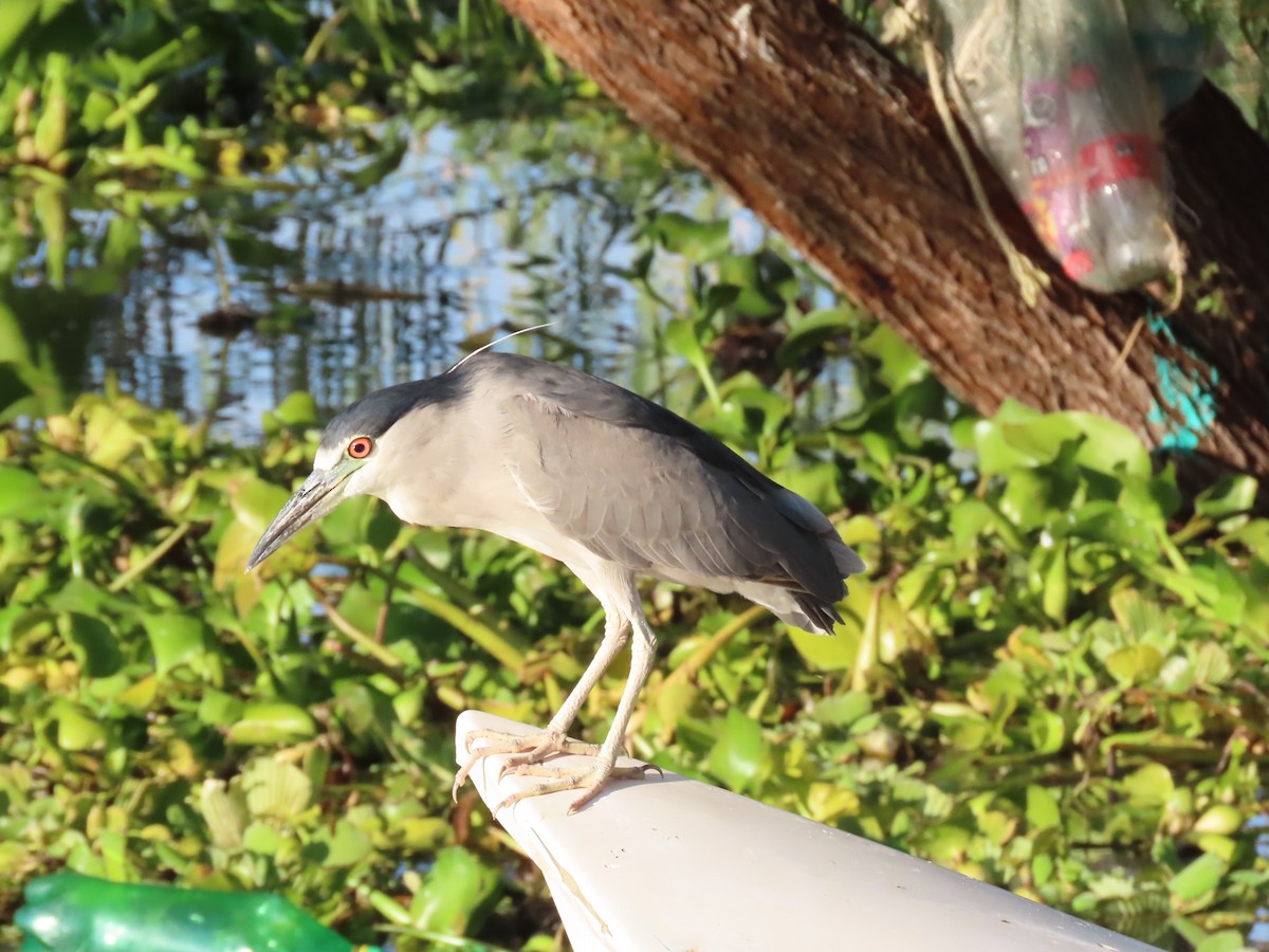 Black-crowned Night Heron - ML645501975