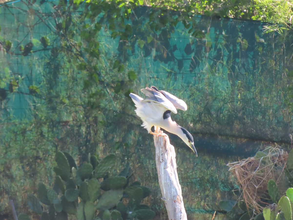 Black-crowned Night Heron - ML645501976