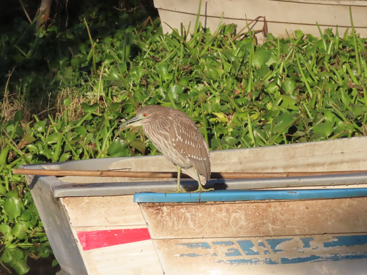 Black-crowned Night Heron - ML645501977