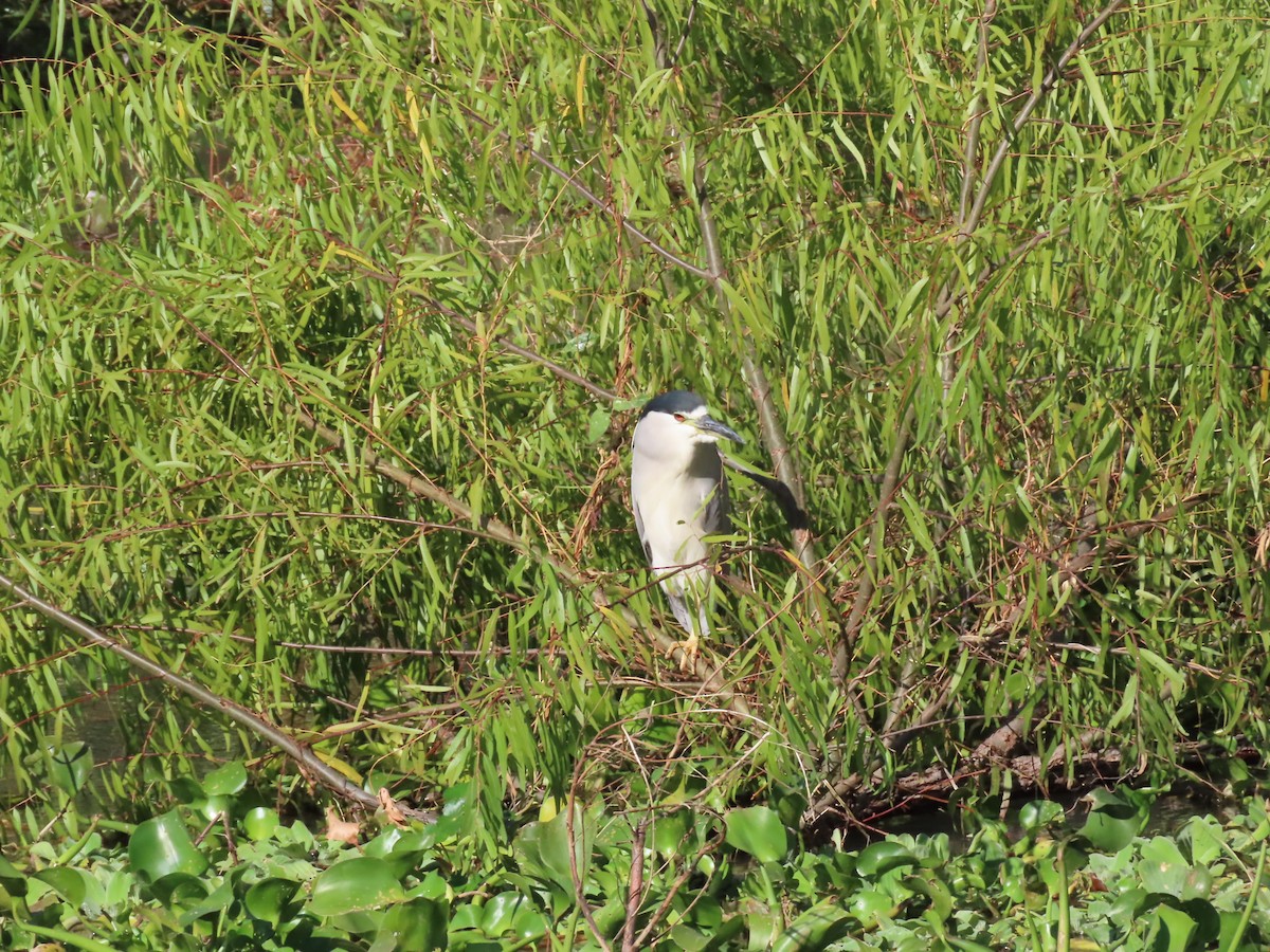 Black-crowned Night Heron - ML645501978