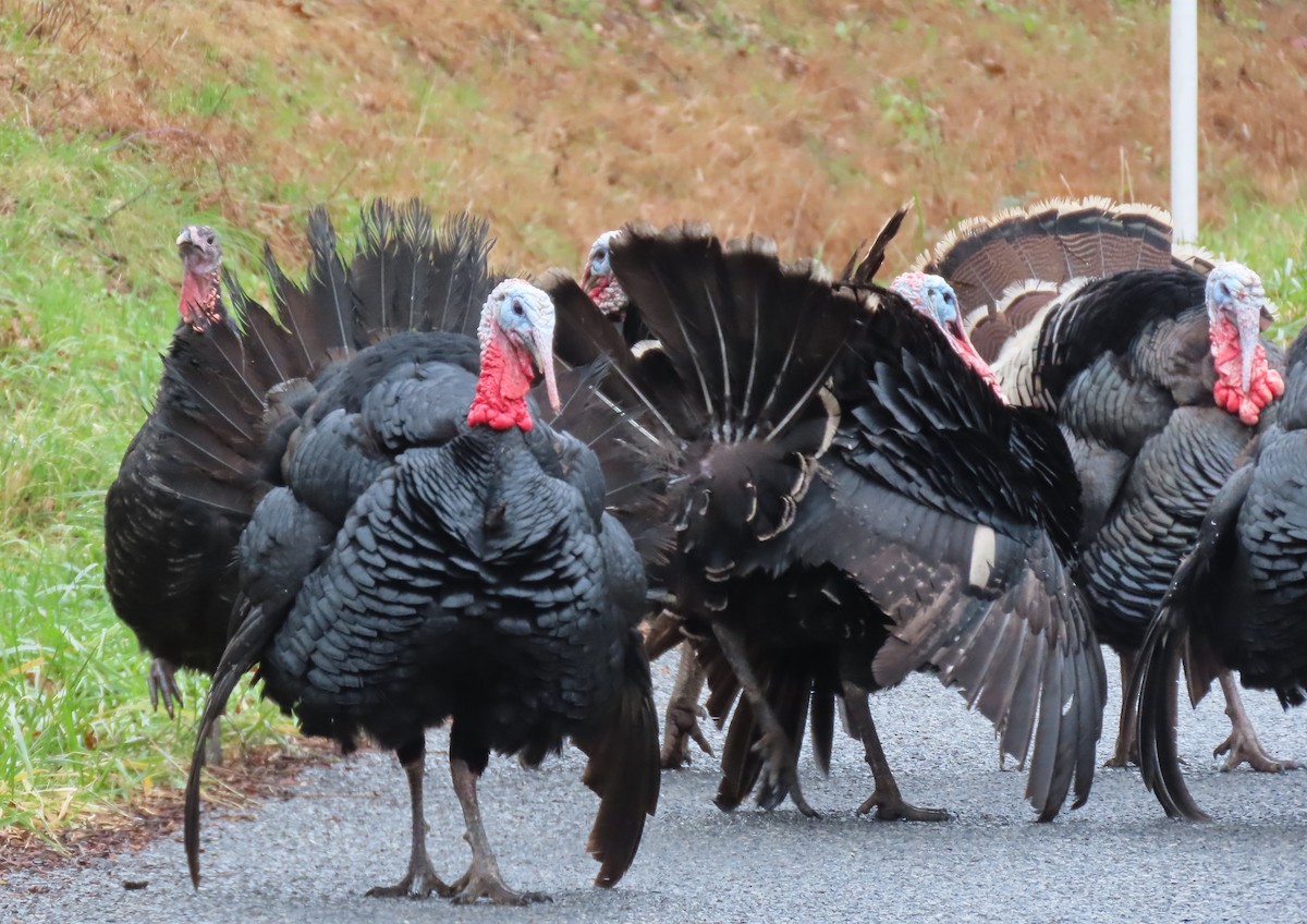 Wild Turkey - ML645501986