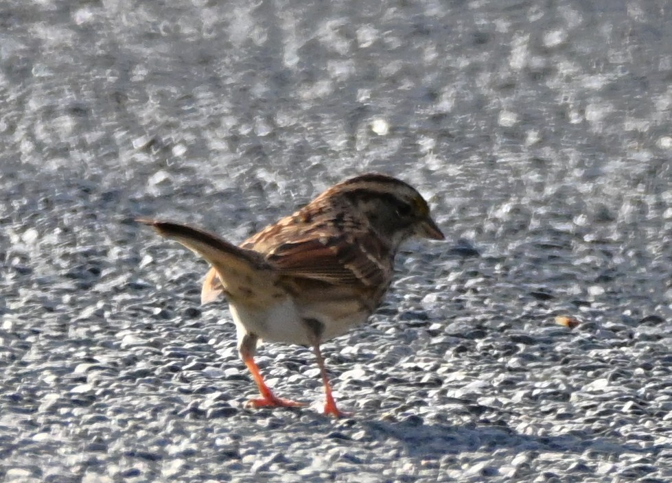 Song Sparrow - ML645501989