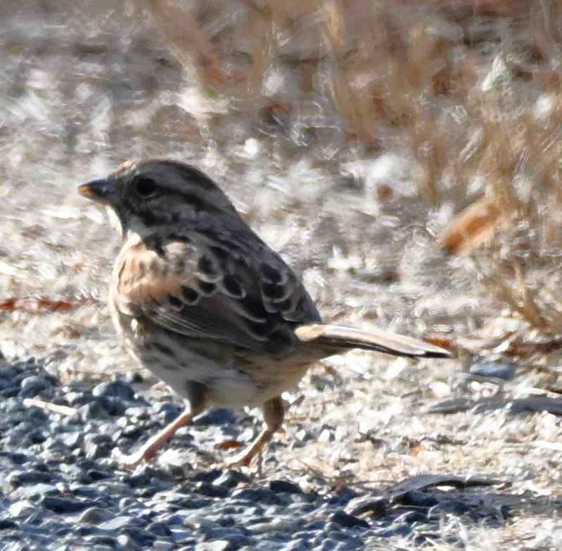 Song Sparrow - ML645501990