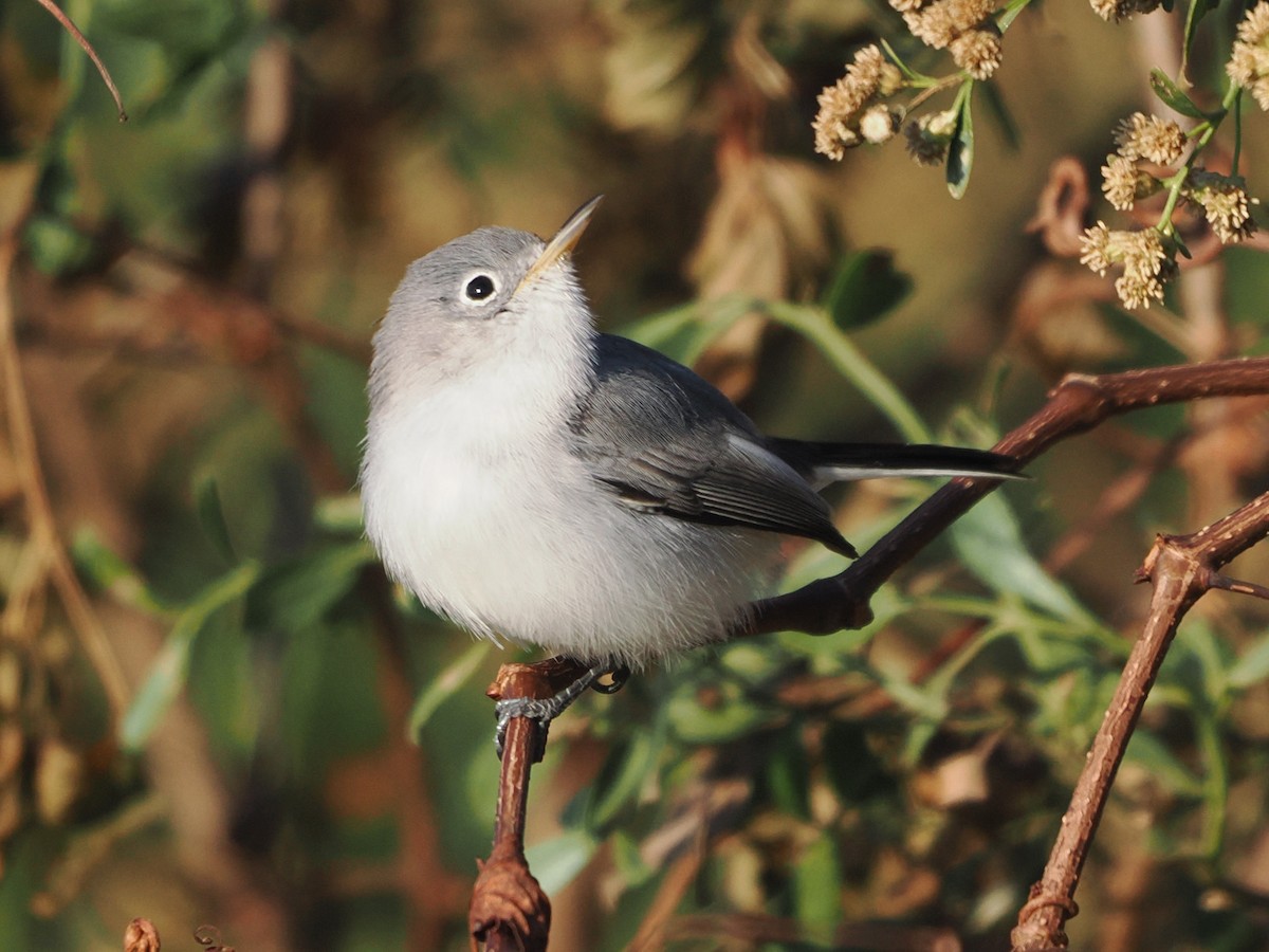 Blue-gray Gnatcatcher - ML645501994