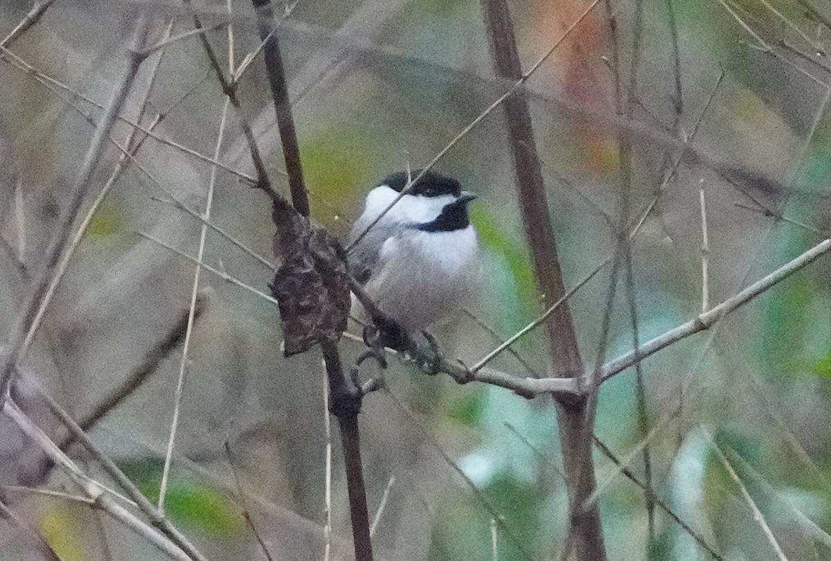 Carolina Chickadee - ML645501995