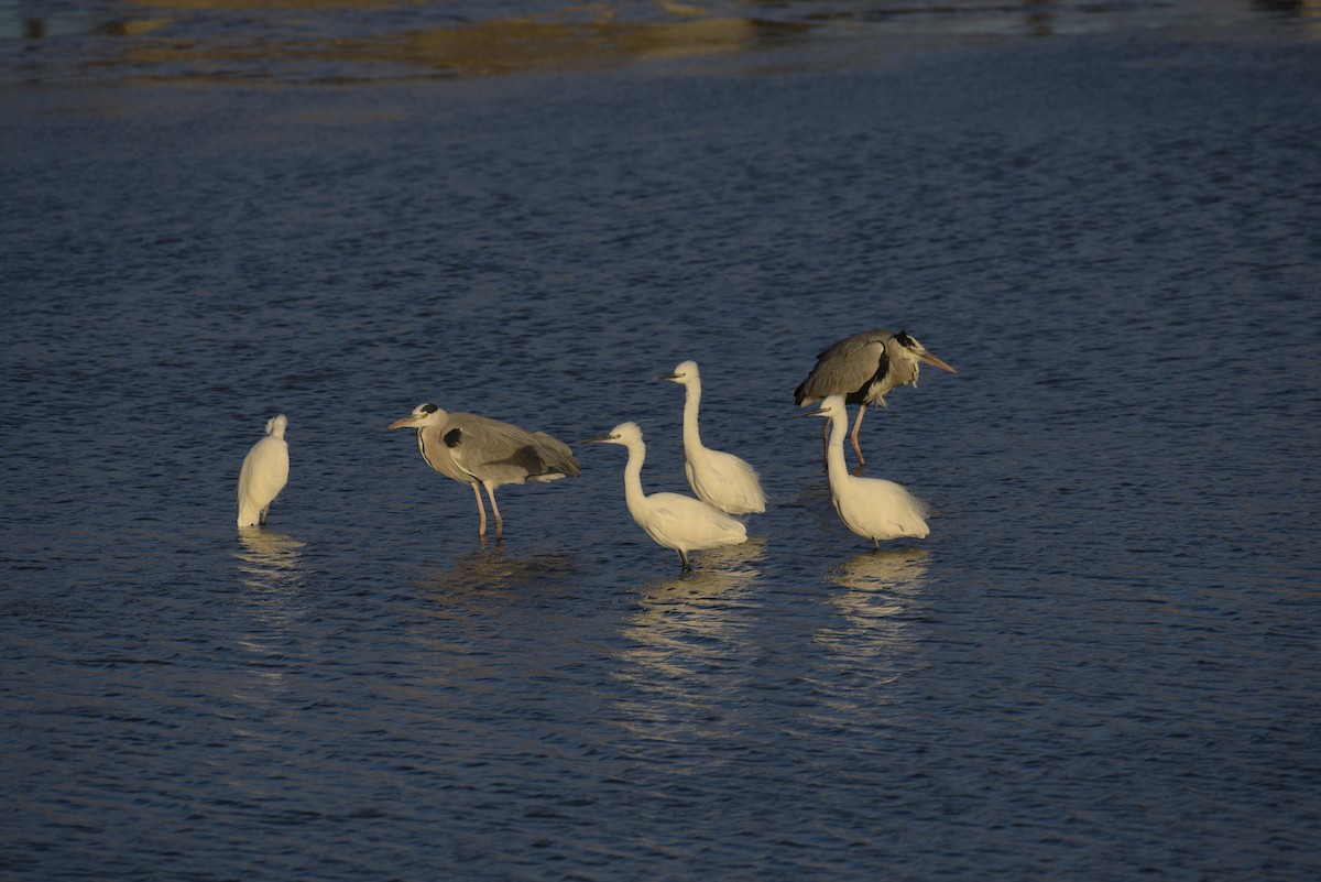 Little Egret - ML645501998