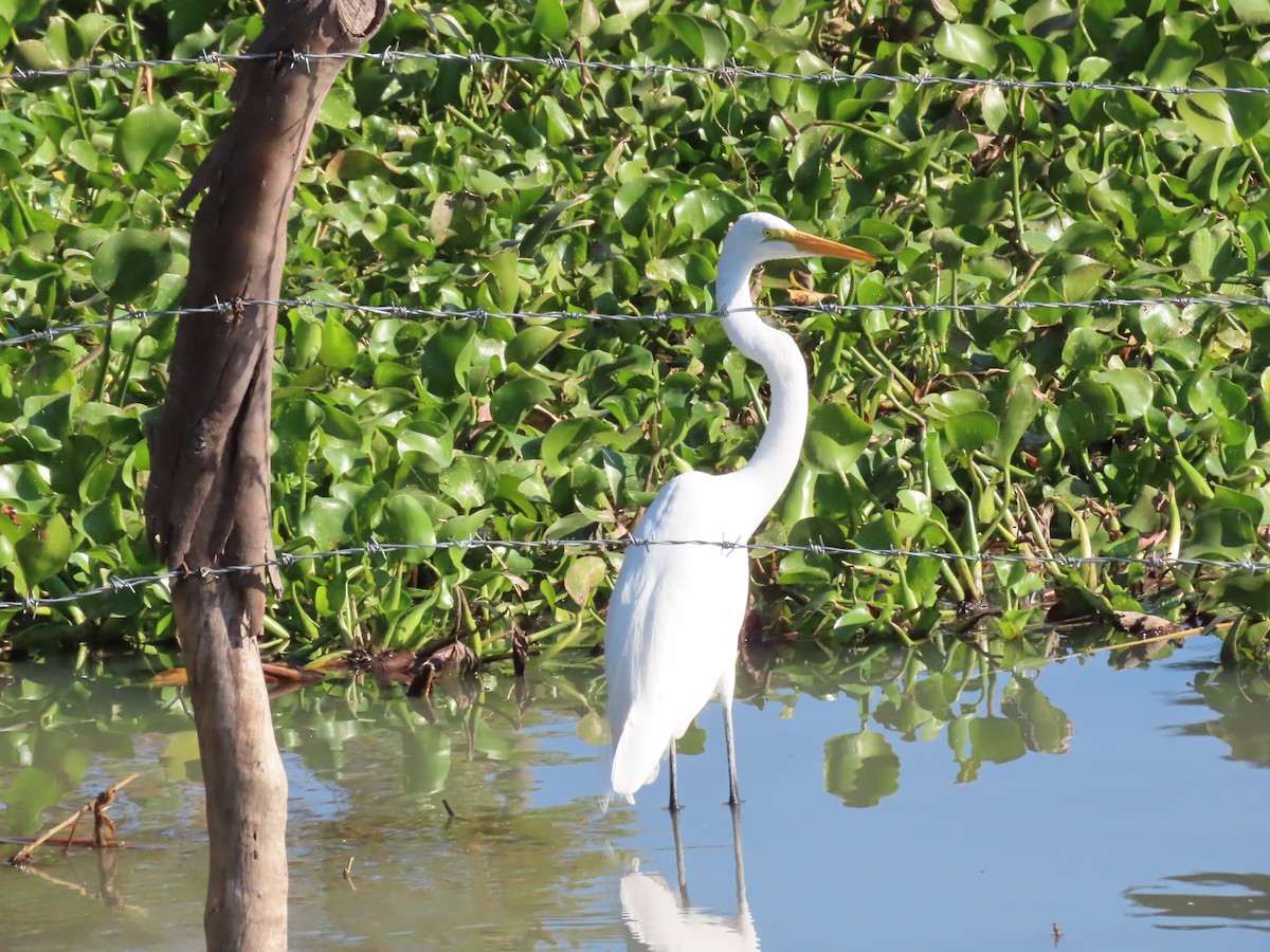 Great Egret - ML645502000