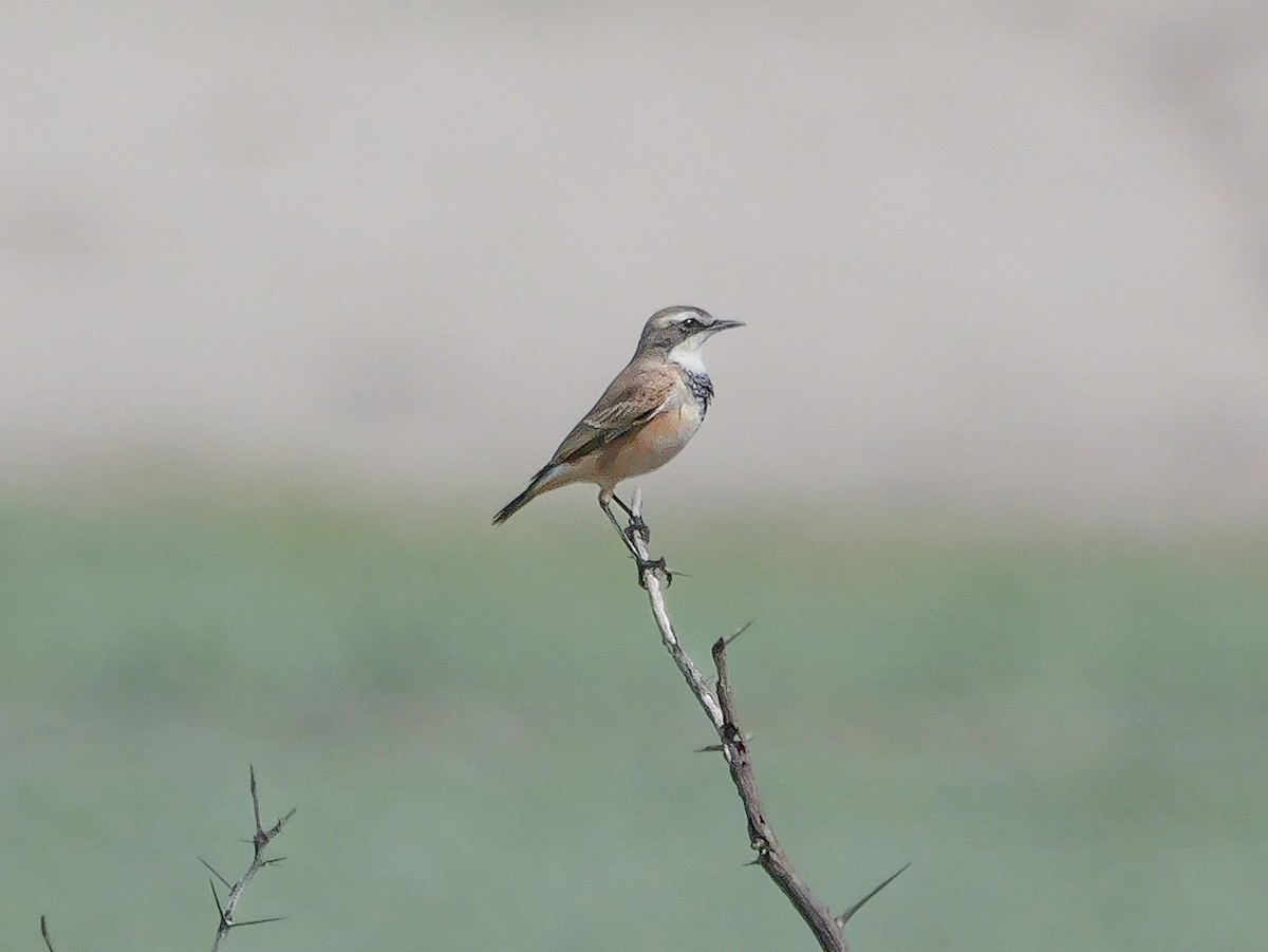 Capped Wheatear - ML645502002