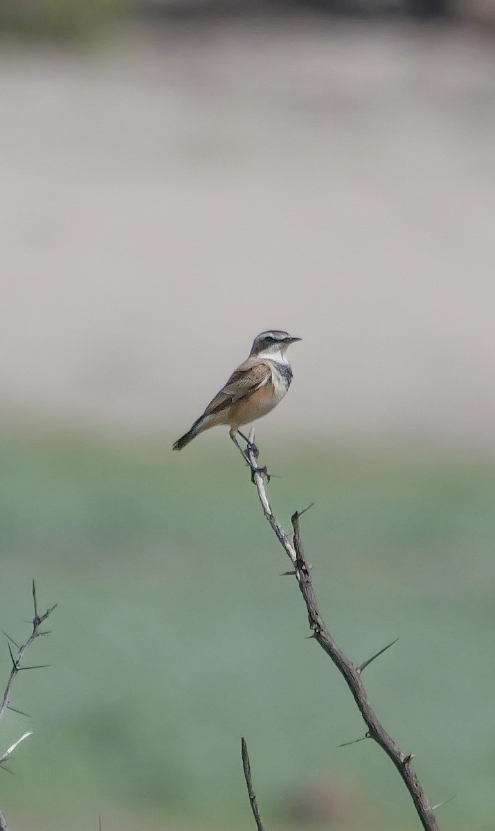 Capped Wheatear - ML645502003