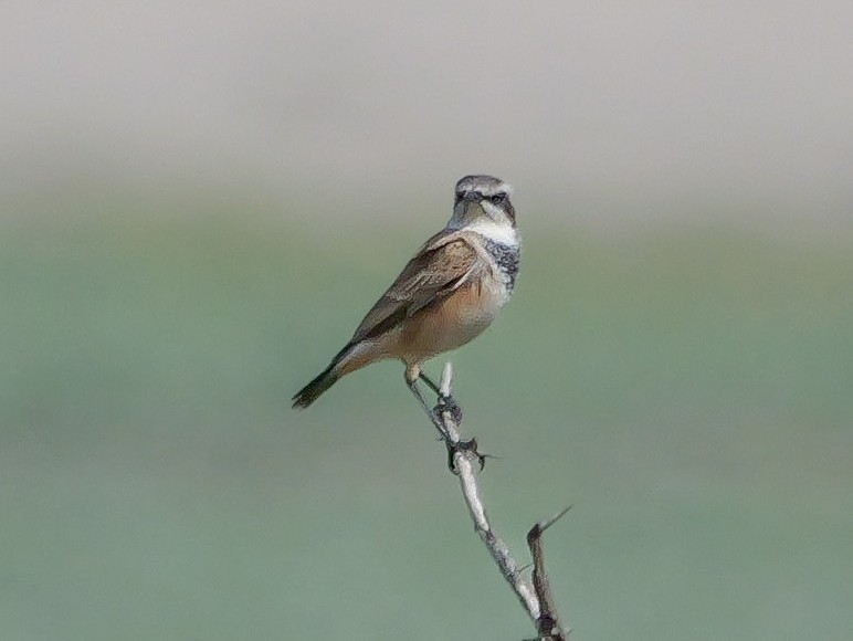 Capped Wheatear - ML645502004