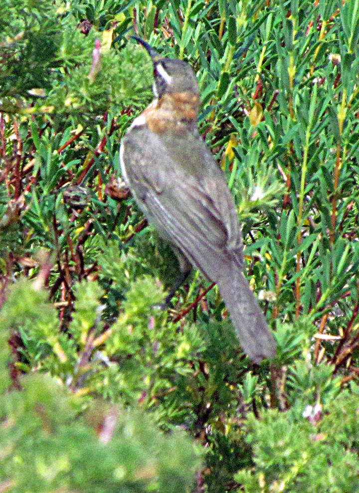 Western Spinebill - ML645502005