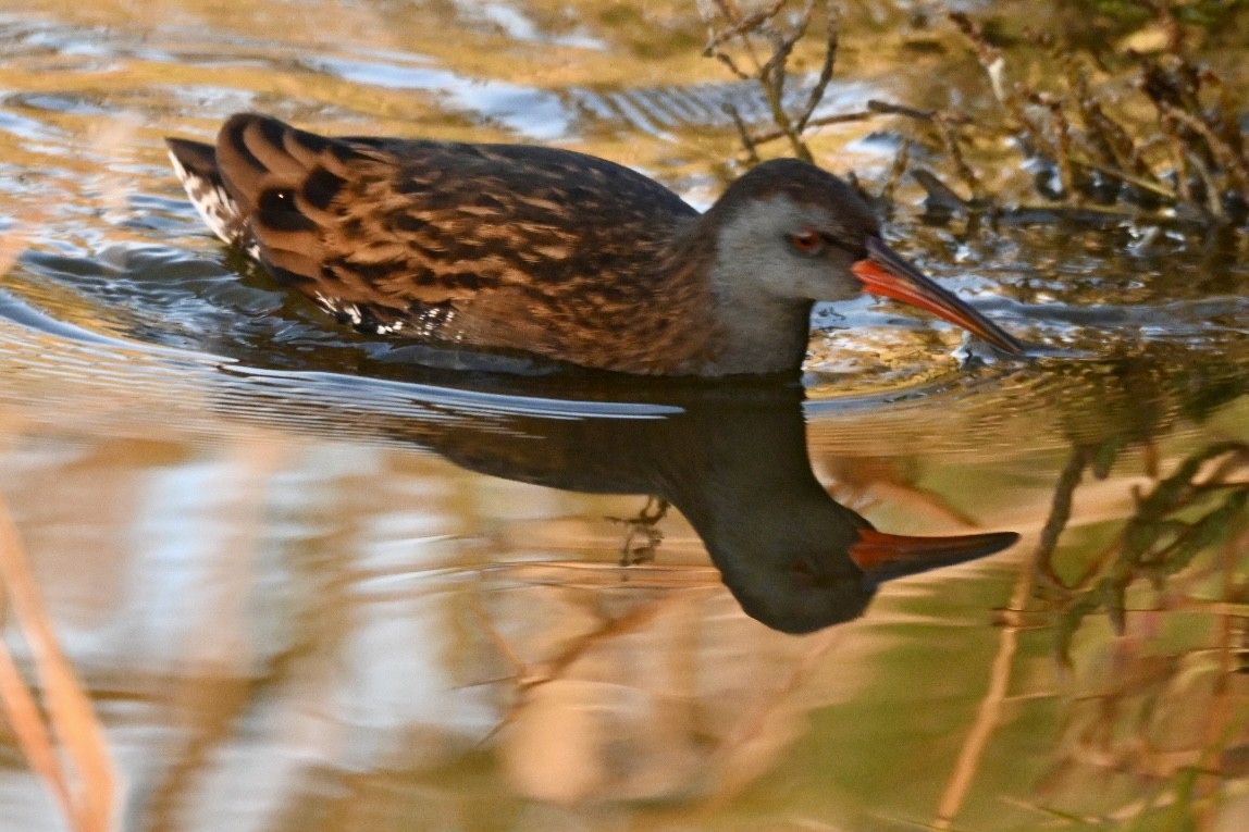 Water Rail - ML645502007