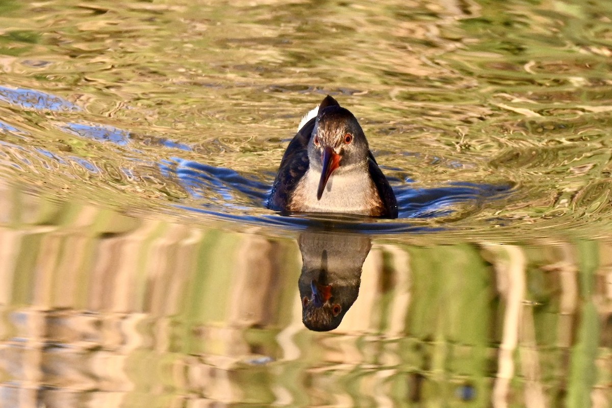 Water Rail - ML645502008