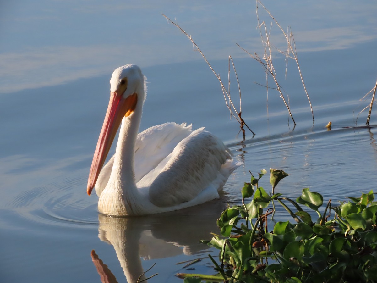 American White Pelican - ML645502018