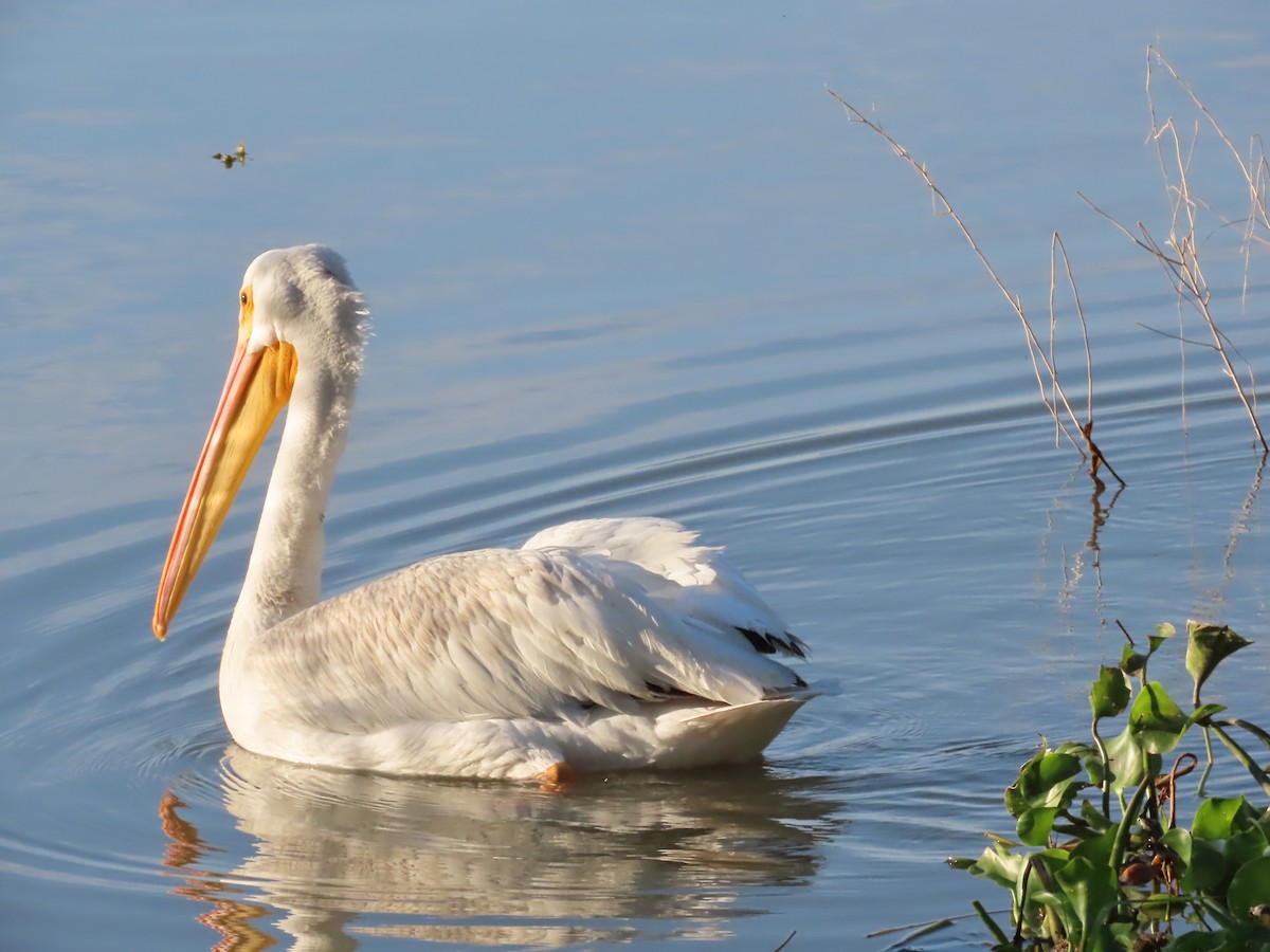 American White Pelican - ML645502019