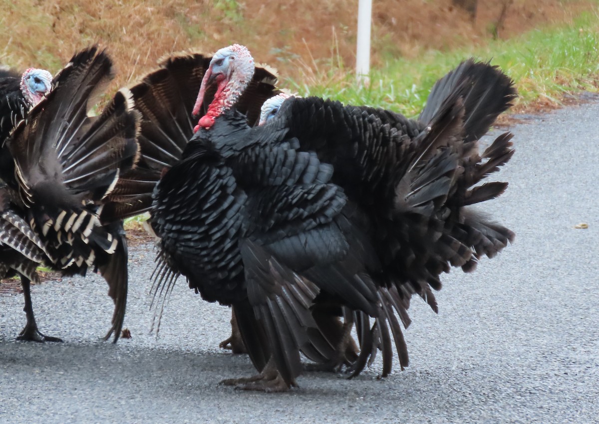 Wild Turkey - ML645502020