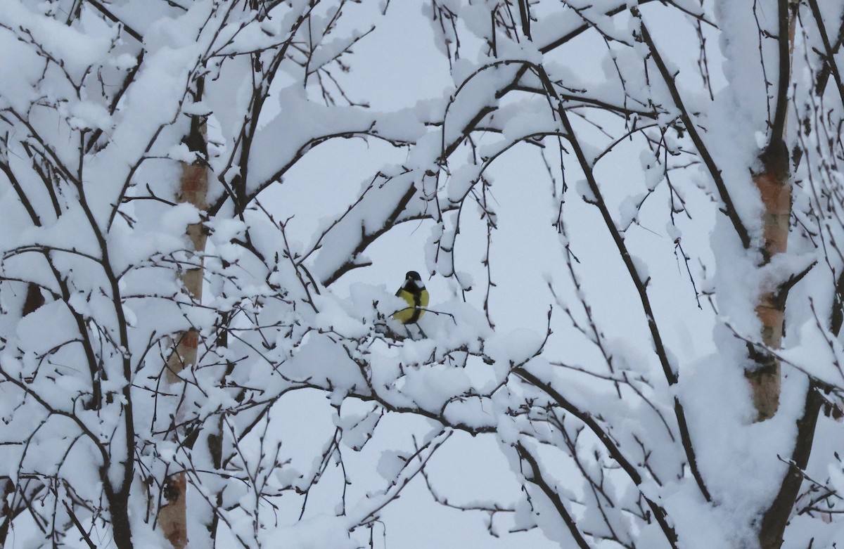 Great Tit - ML645502028