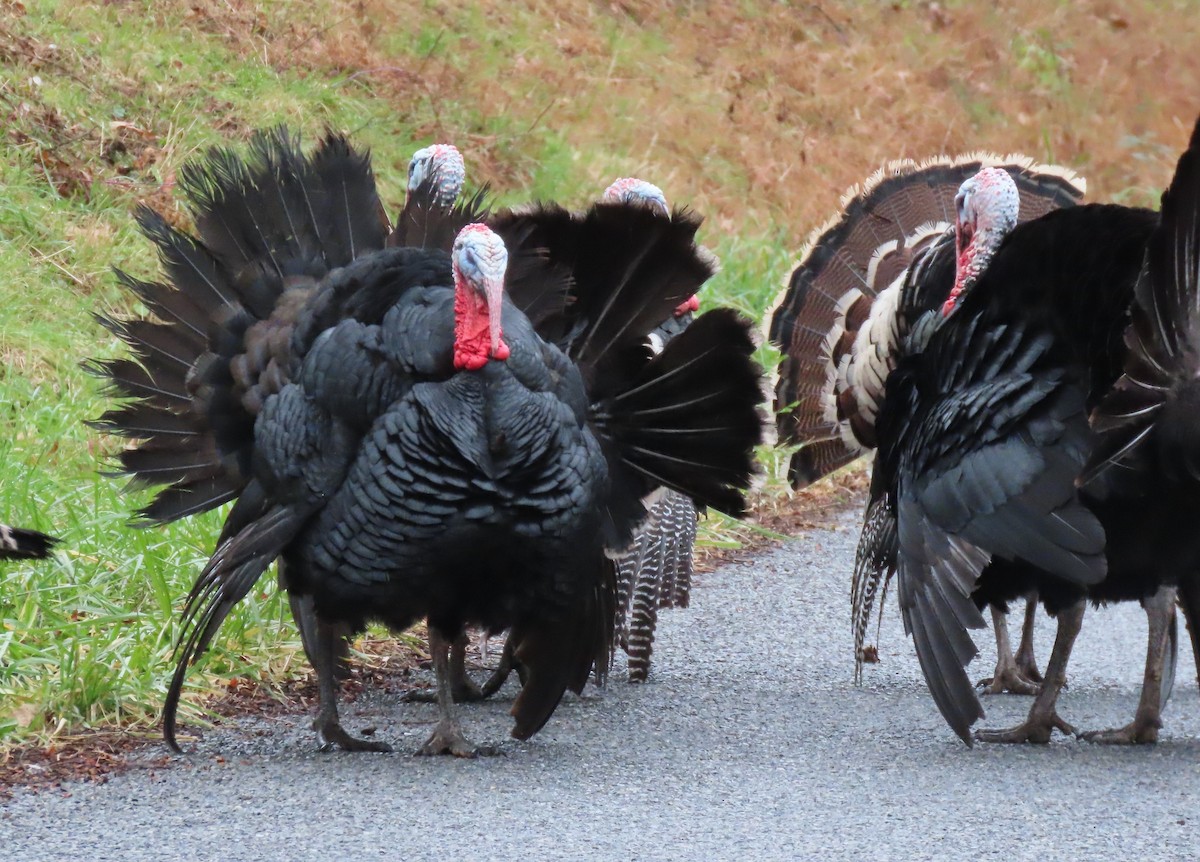 Wild Turkey - ML645502029