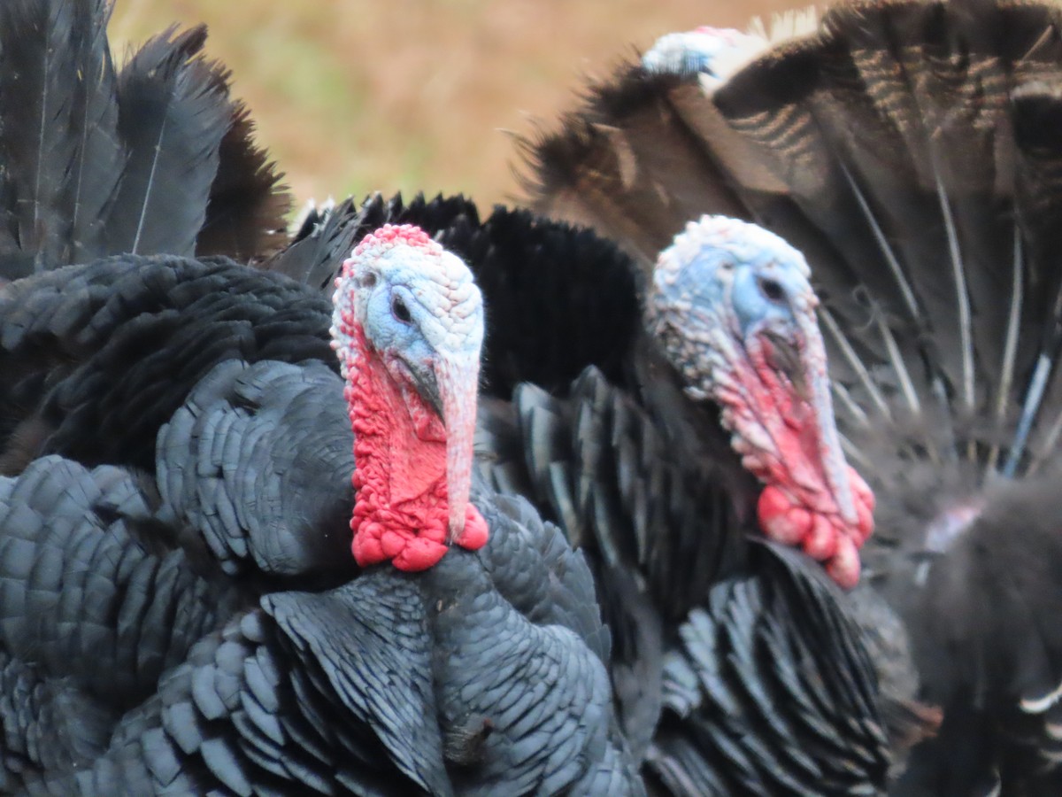 Wild Turkey - ML645502030