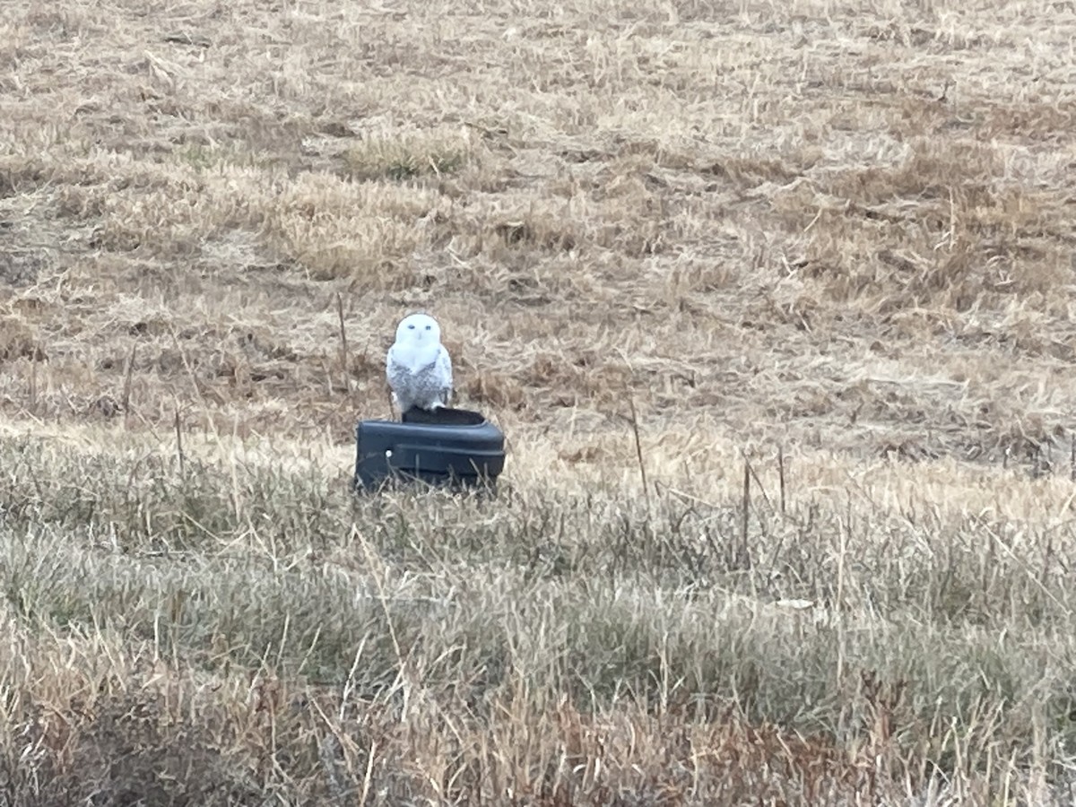Snowy Owl - ML645502031