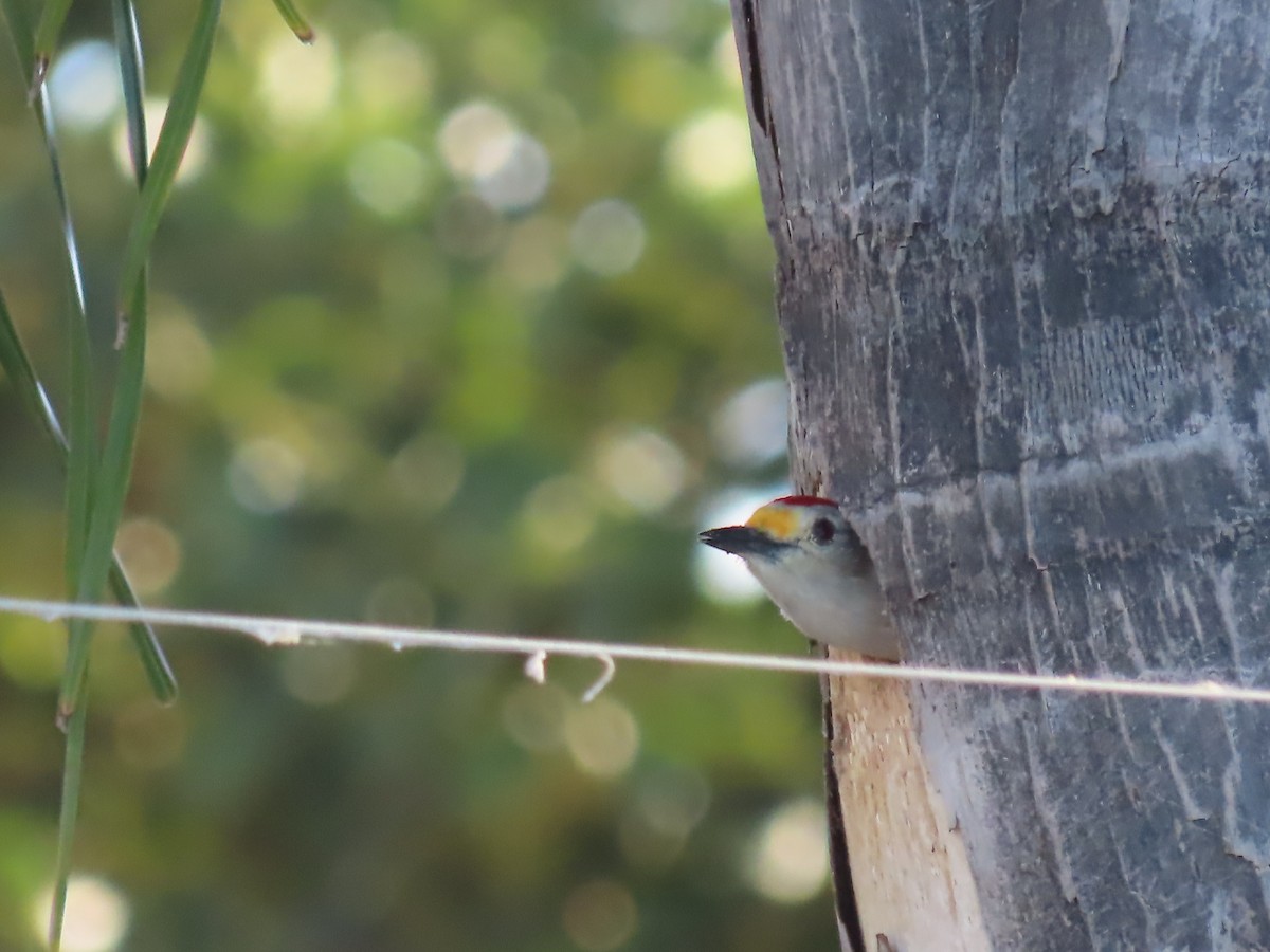 Golden-fronted Woodpecker - ML645502035