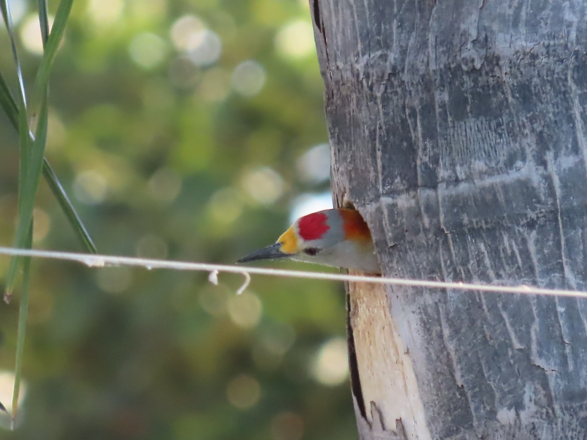 Golden-fronted Woodpecker - ML645502036