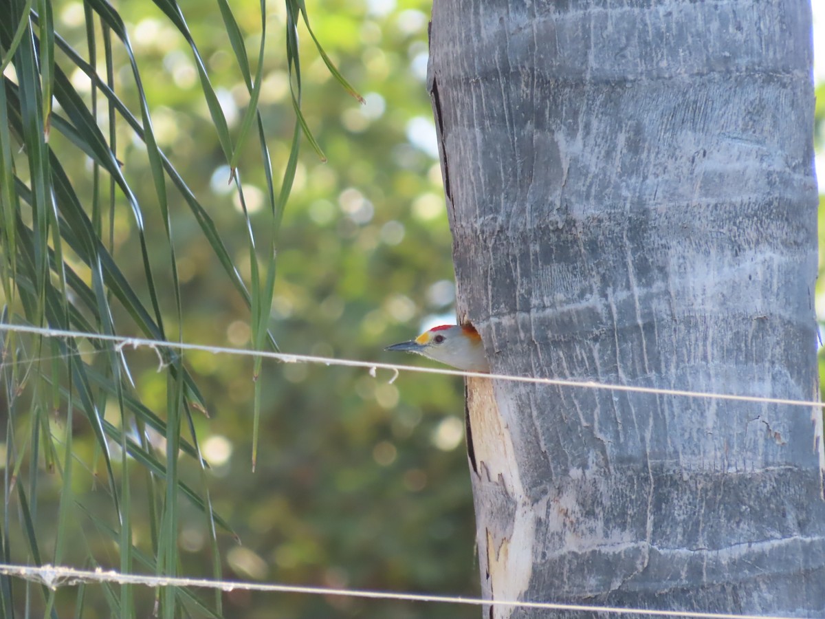 Golden-fronted Woodpecker - ML645502037