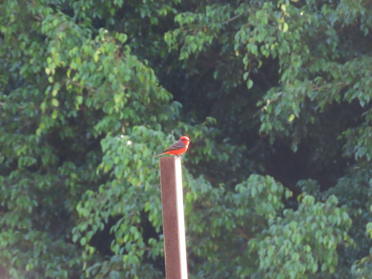 Vermilion Flycatcher - ML645502044