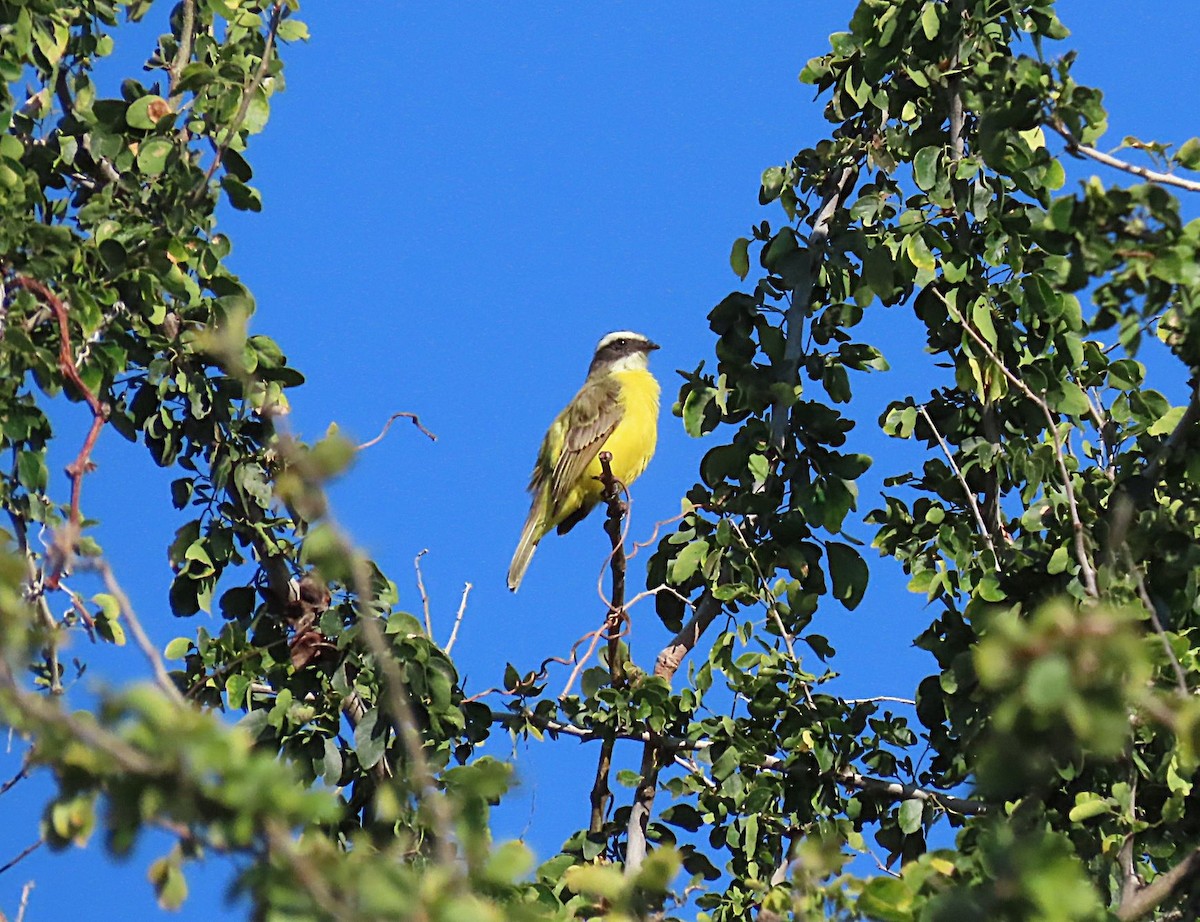 Красношапочный бентеви - ML645502046