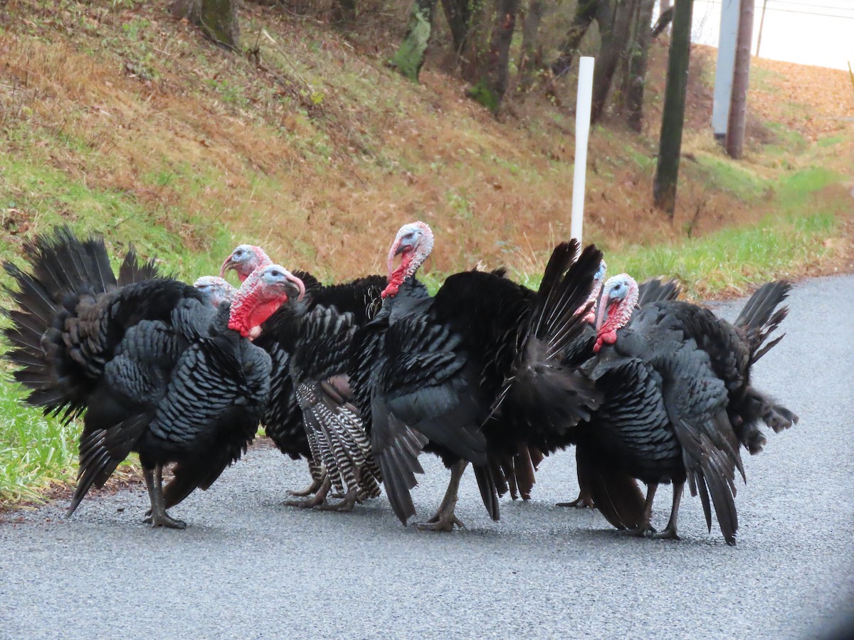 Wild Turkey - ML645502047