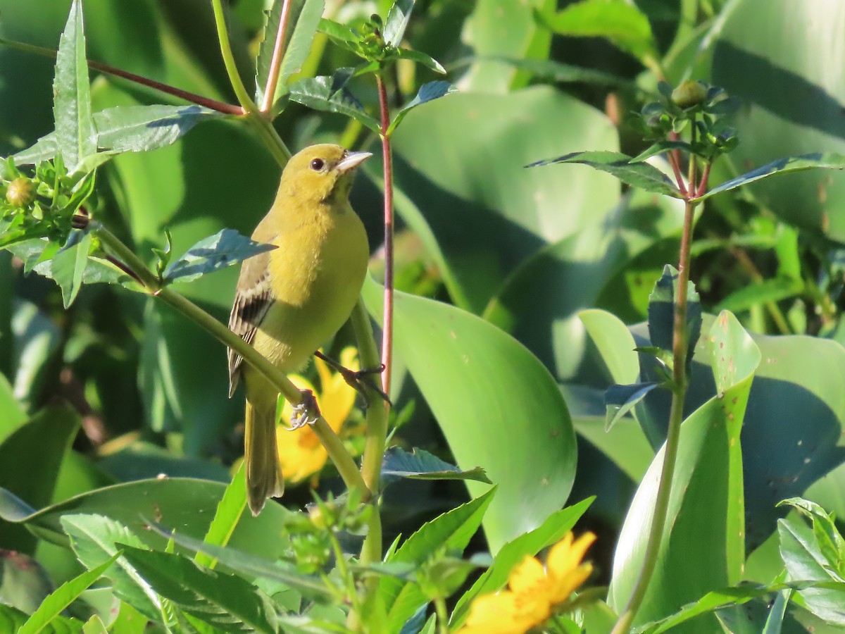 Orchard Oriole - ML645502063