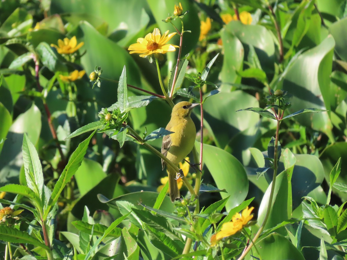 Orchard Oriole - ML645502064