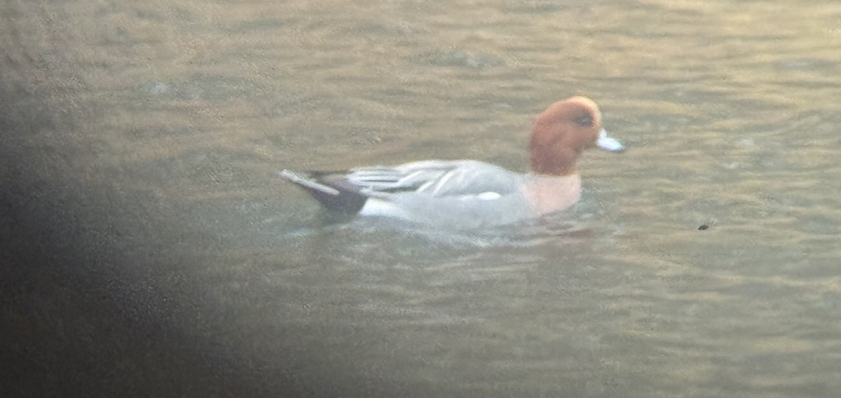 Eurasian Wigeon - ML645502078